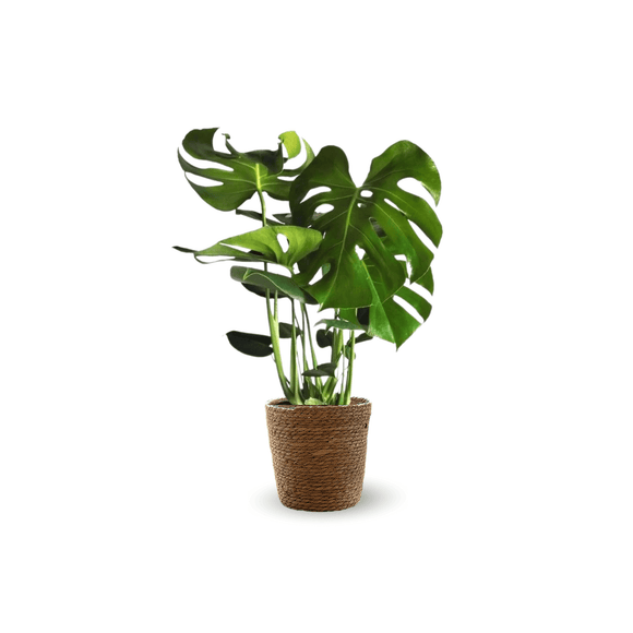Monstera Deliciosa 50 cm - clicktofournisseur.com