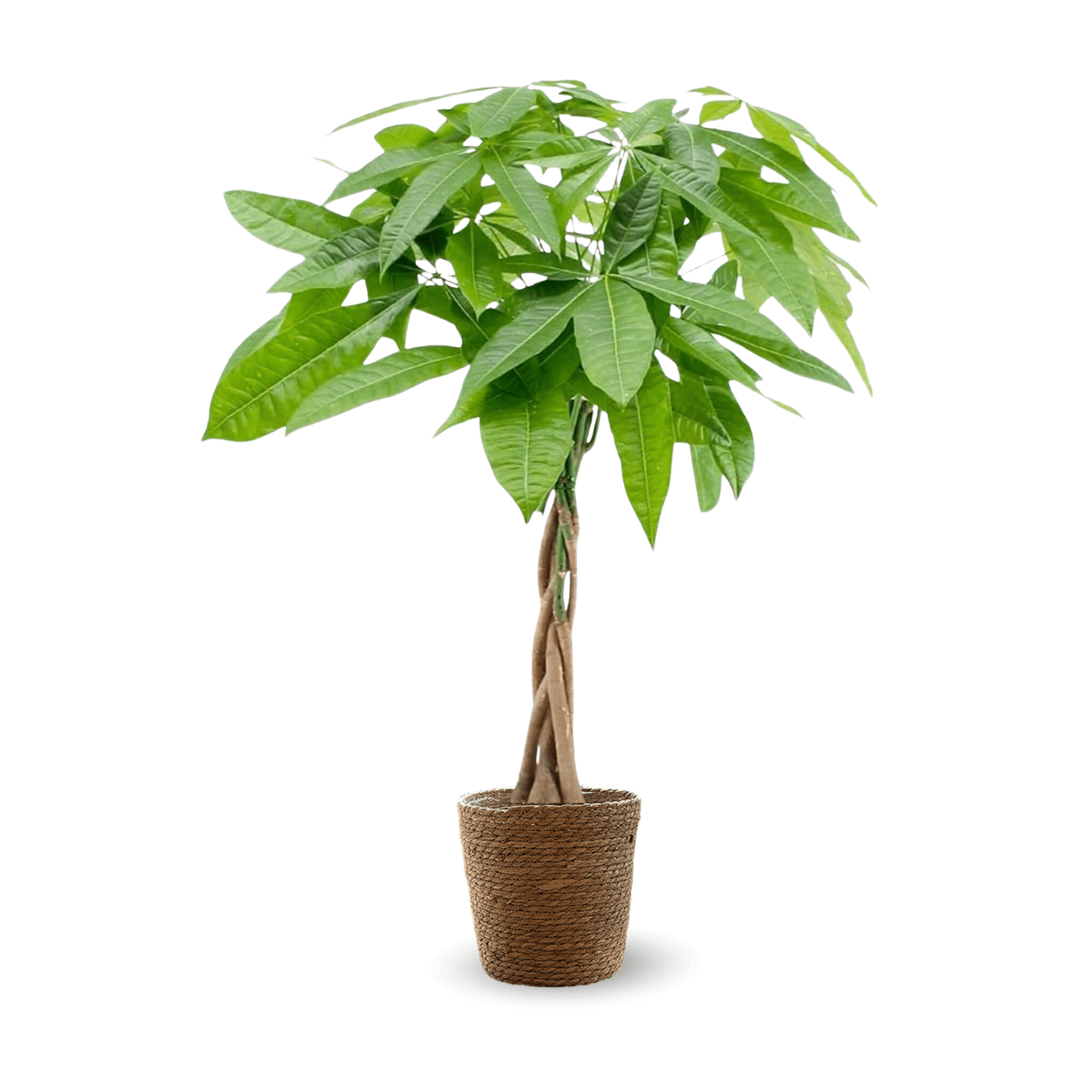 Pachira Aquatica 110 cm - clicktofournisseur.com