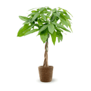 Pachira Aquatica 80 cm - clicktofournisseur.com