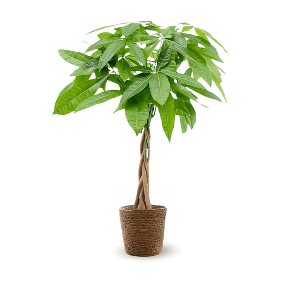 Pachira Aquatica 80 cm - clicktofournisseur.com
