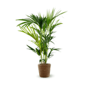 Palmier Kentia 90 cm - clicktofournisseur.com