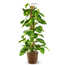 Pothos Epipremnum 110 cm - clicktofournisseur.com