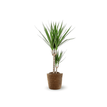 Dracaena Marginata 80 cm - clicktofournisseur.com