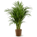 Areca Lutescens 110 cm - clicktofournisseur.com