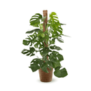 Monstera Deliciosa 120 cm - clicktofournisseur.com