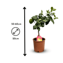 Citronnier Limon 60 cm - clicktofournisseur.com