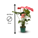 Anthurium Rose 70 cm - clicktofournisseur.com