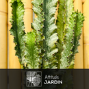 Euphorbia Eritrea Variégata 110 cm - clicktofournisseur.com