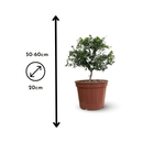 Citron Caviar Rouge 60 cm - clicktofournisseur.com