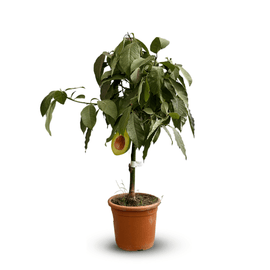 Avocatier 90 cm - clicktofournisseur.com