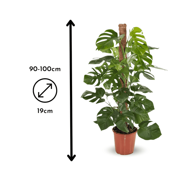 Monstera Deliciosa 100 cm - clicktofournisseur.com