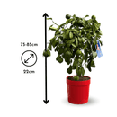 Limetta Rossa 80 cm - clicktofournisseur.com