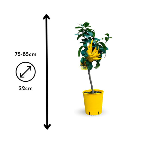 Main de bouddha 80 cm - clicktofournisseur.com