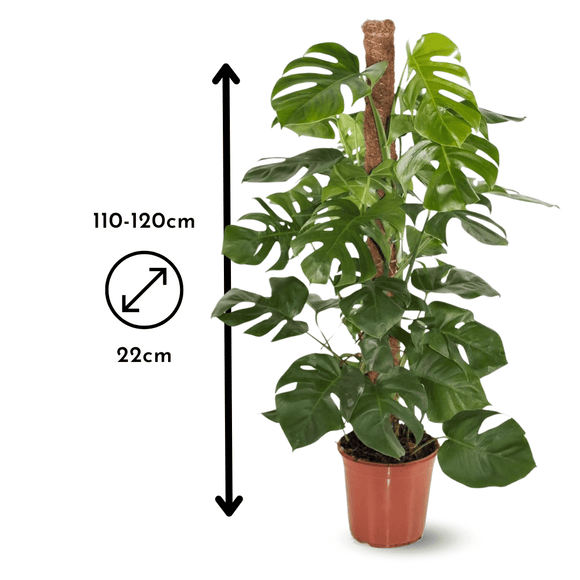 Monstera Deliciosa 120 cm - clicktofournisseur.com