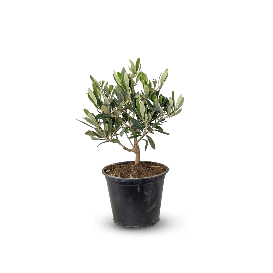 Olivier Europaea 30 cm - clicktofournisseur.com
