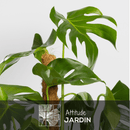 Monstera Deliciosa 100 cm - clicktofournisseur.com