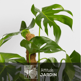 Monstera Deliciosa 120 cm - clicktofournisseur.com