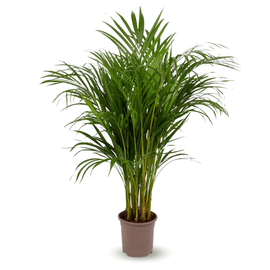Areca Lutescens 110 cm - clicktofournisseur.com