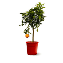 Oranger 80 cm - clicktofournisseur.com