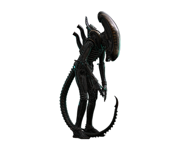 Product Image-1