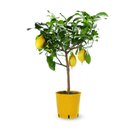 Citronnier Limon 80 cm - clicktofournisseur.com