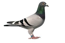 Dépigeonisation - Clicktofournisseur.com
