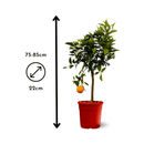 Oranger 80 cm - clicktofournisseur.com