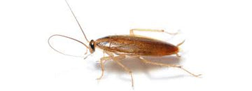 Désinsectisation - Clicktofournisseur.com