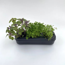 Kit potager urbain semi-hydroponique triple - noir