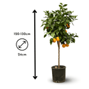 Oranger 120 cm - clicktofournisseur.com
