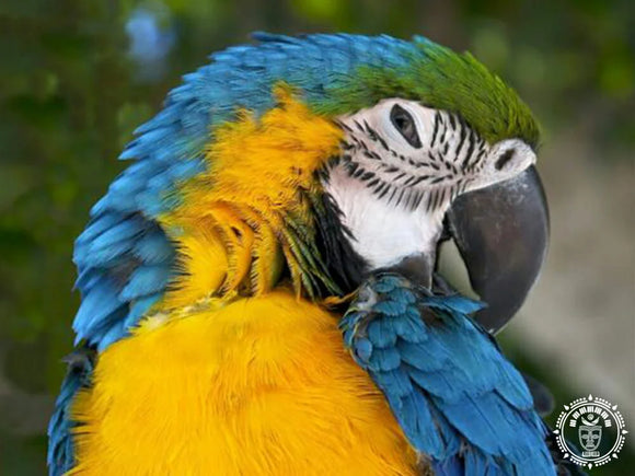 Hamac mexicain maya xxl  guacamaya