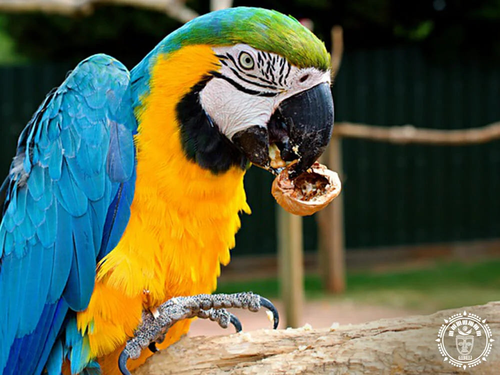 Hamac mexicain maya xxl  guacamaya