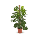 Monstera Deliciosa 100 cm - clicktofournisseur.com