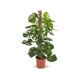 Monstera Deliciosa 100 cm - clicktofournisseur.com