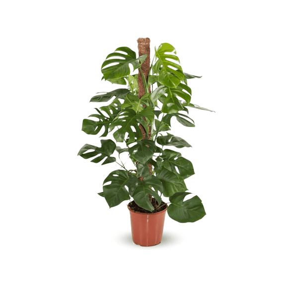 Monstera Deliciosa 100 cm - clicktofournisseur.com