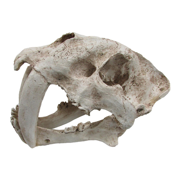 iPetz Sabre Tooth Skull (35x19x22cm)