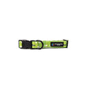 BBL Sydney Thunder Dog Collar-2