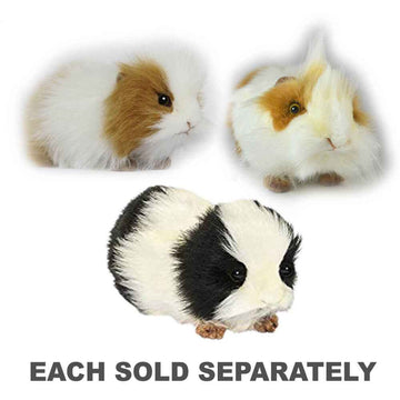 Hansa Guinea Pig