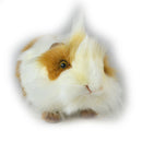 Hansa Guinea Pig-6