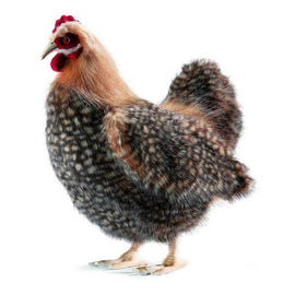 Hansa Beige Hen (35cm H)