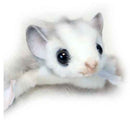 Acrobate Pygmée Hansa (22cm)