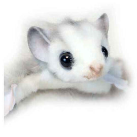 Acrobate Pygmée Hansa (22cm)