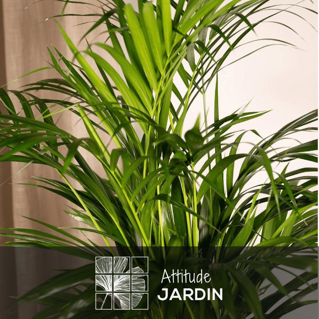 Areca Lutescens 110 cm - clicktofournisseur.com