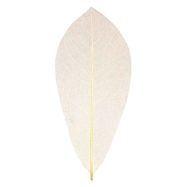 Skeleton Natural Leaves 100pcs