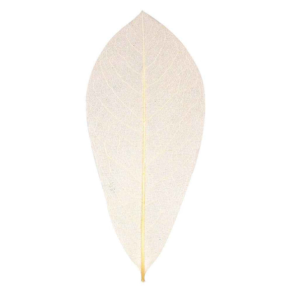 Skeleton Natural Leaves 100pcs