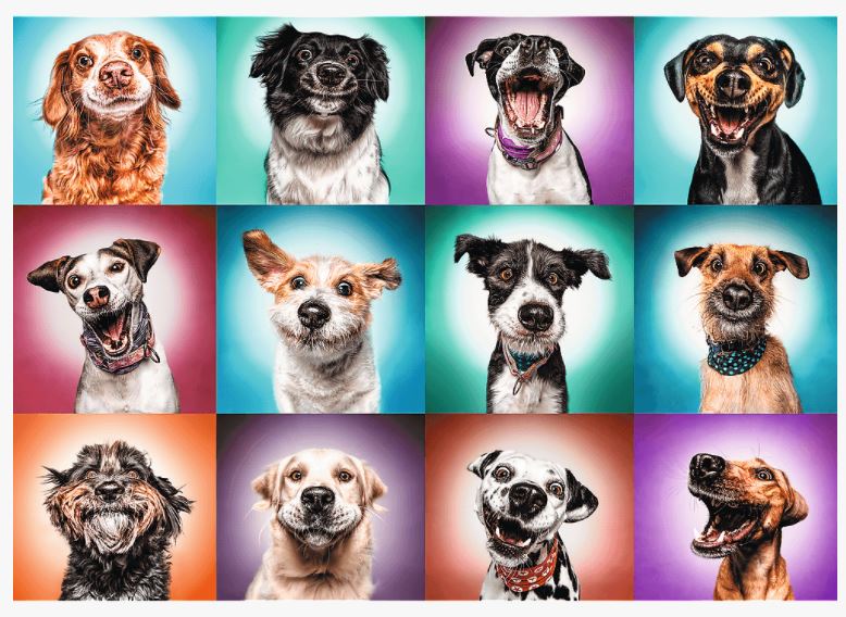 Puzzle TREFL Chiens 2000 pièces