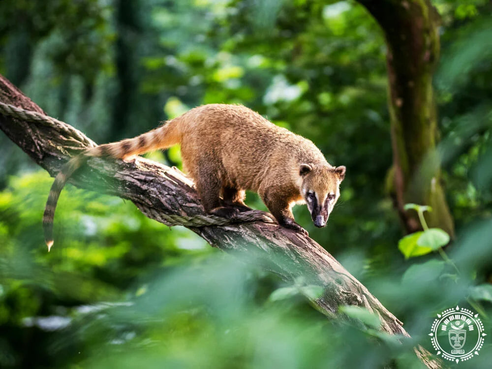 Hamac mexicain xl  coati