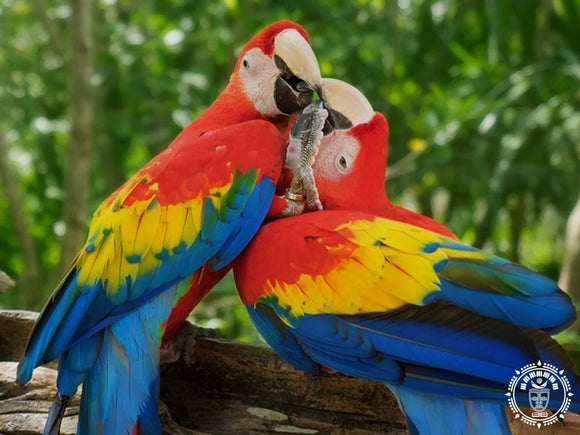 Hamac mexicain xl  macao