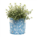 Beatrix Potter Fabric Eco-Pot (Blue)-5