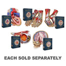 Dr. Livingston's Anatomy Jigsaw Puzzle-1